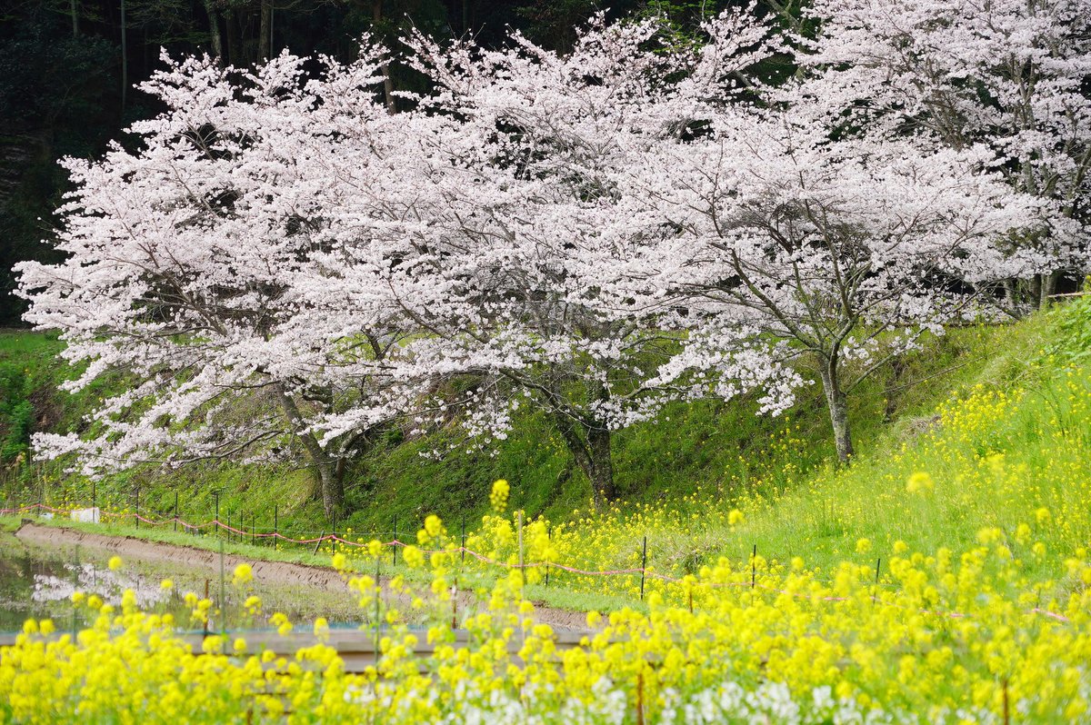 春の千葉県の沿線は桜と菜の花が最高の演出を見せてくれました。