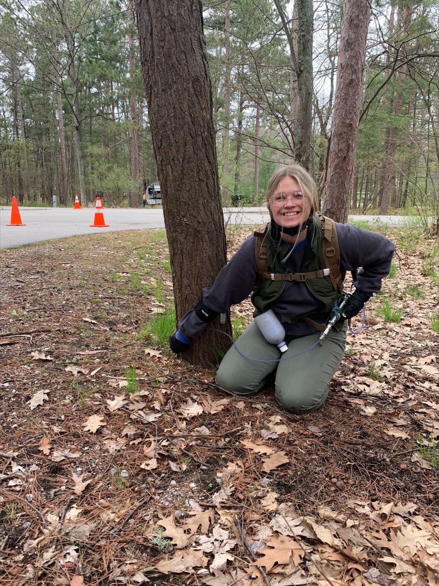 Now is a good time to plan for spring treatment of hemlock woolly adelgid, an invasive species: michigan.gov/egle/newsroom/… #NotMISpecies