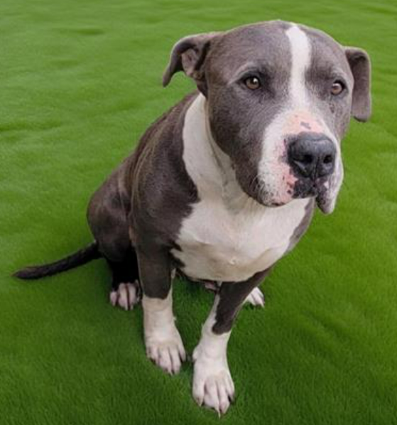 🆘SOCAL HOME NEEDED IMMEDIATELY🆘
CALI, a 7 yo 69 lb owner surrender, has only been at Downey #California ACC since 3-25, but now is one of 13 dogs exposed to strep-zoo who must leave by end of day Thurs 4-11. Adoptable, must be separated from other pets for a week. #A5615411 ⬇️