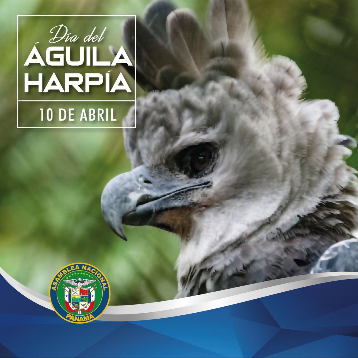 ¿Sabías que la Ley 18 del 10 de abril de 2002 declara al Águila Harpía como ave nacional de Panamá? #tuvozimporta