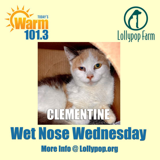 Meet Clementine, the dainty calico charmer with a heart full of gentle curiosity. At just one year old, she embodies the grace and poise of a feline much wiser. Clementine's calico coat mirrors her multifaceted personality - a blend of shy and adventurous spirits.