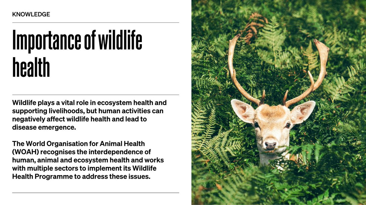 #Wildlife, humans and livestock all depend on thriving ecosystems. By fostering collaboration between #wildlife, environmental and veterinary sectors, we can promote #EveryonesHealth and ensure a sustainable future for all life on our planet.

Learn more: woah.org/en/what-we-do/…