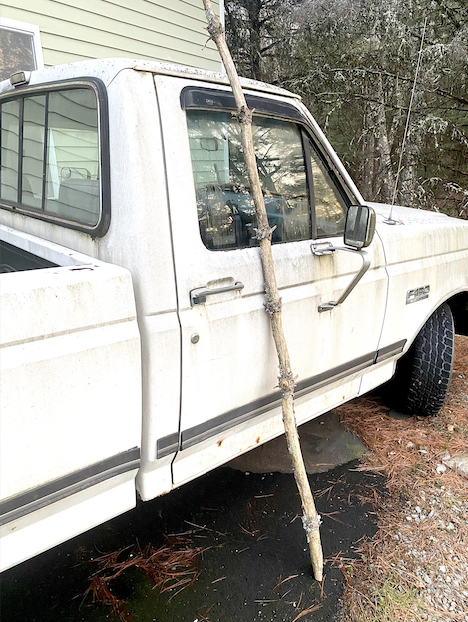 John F. here. TMBG is planning on bringing back Lie Still, Little Bottle for these Midwest shows, and while raking up pinecones today I think I ran across  the perfect specimen—light, sturdy and burning with fire from deep with in. Rusting Ford F150 for scale.