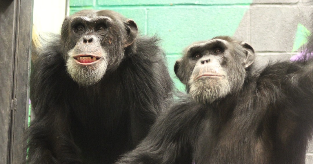 DYK multiple sets of full siblings live here in #sanctuary?

* Dawn, Harley & Melanie
* Betty, Vicky & Danner
* Manetta & Nyia
* Lancelot & Panielle
* Kyrstin & Leo
* fraternal #twins Kevin & Keith (pictured)
* identical twins Buttercup & Charisse

#nationalsiblingsday || #chimps