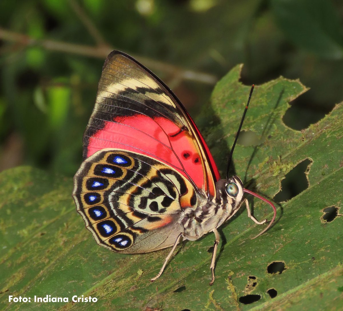 🦋El Líbano, vereda de Orito (Putumayo), es el hogar de, al menos, 299 especies de mariposas. Habilitaron senderos para observarlas. Entérate 👉 bit.ly/4av0m9T #ProyectoVidaSilvestre #AlasPutumayo #Lepidopteracolombiana @ECOPETROL_SA