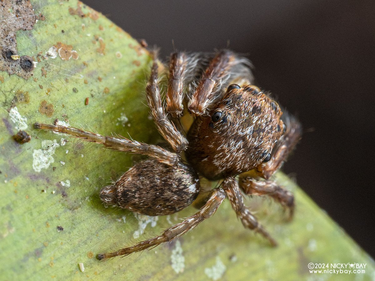 Nicky Bay tweet media