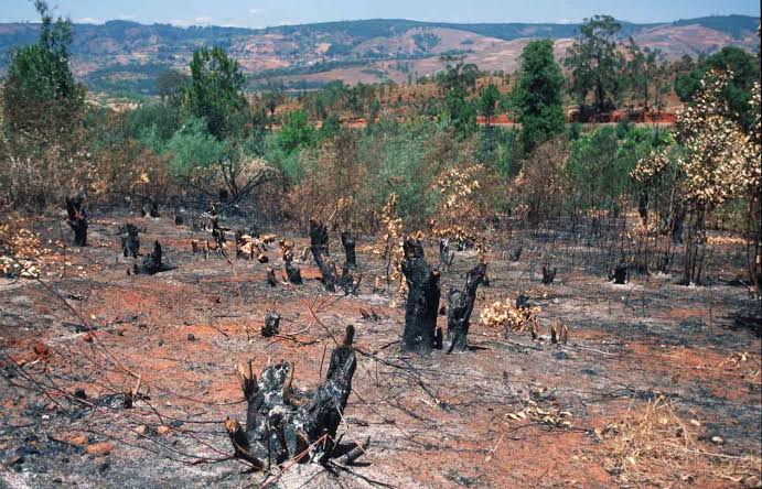 The burning of #forests as land clearing releases carbon into the atmosphere as carbon dioxide.
Carbon dioxide is the most important #greenhousegas because it persists in the atmosphere.
It also has the potential to cause #climatechange.
#deforestation #ClimateEmergency
