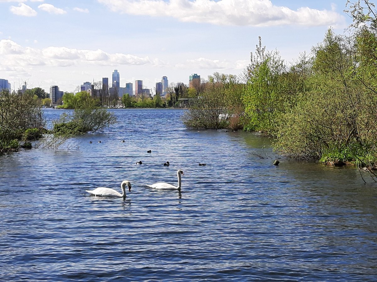 Lekker op de fiets naar de Heemtuin in het Kralingse Bos geweest. Blij met de IJsvogel en met de rest: Grauwe gans waterhoen tjiftjaf pimpelmees zwartkop roodborst vink houtduif wilde eend kuifeend knobbelzwaan vink merel blauwe reiger roodborst fuut. Fijne dag nog. Geniet ervan!