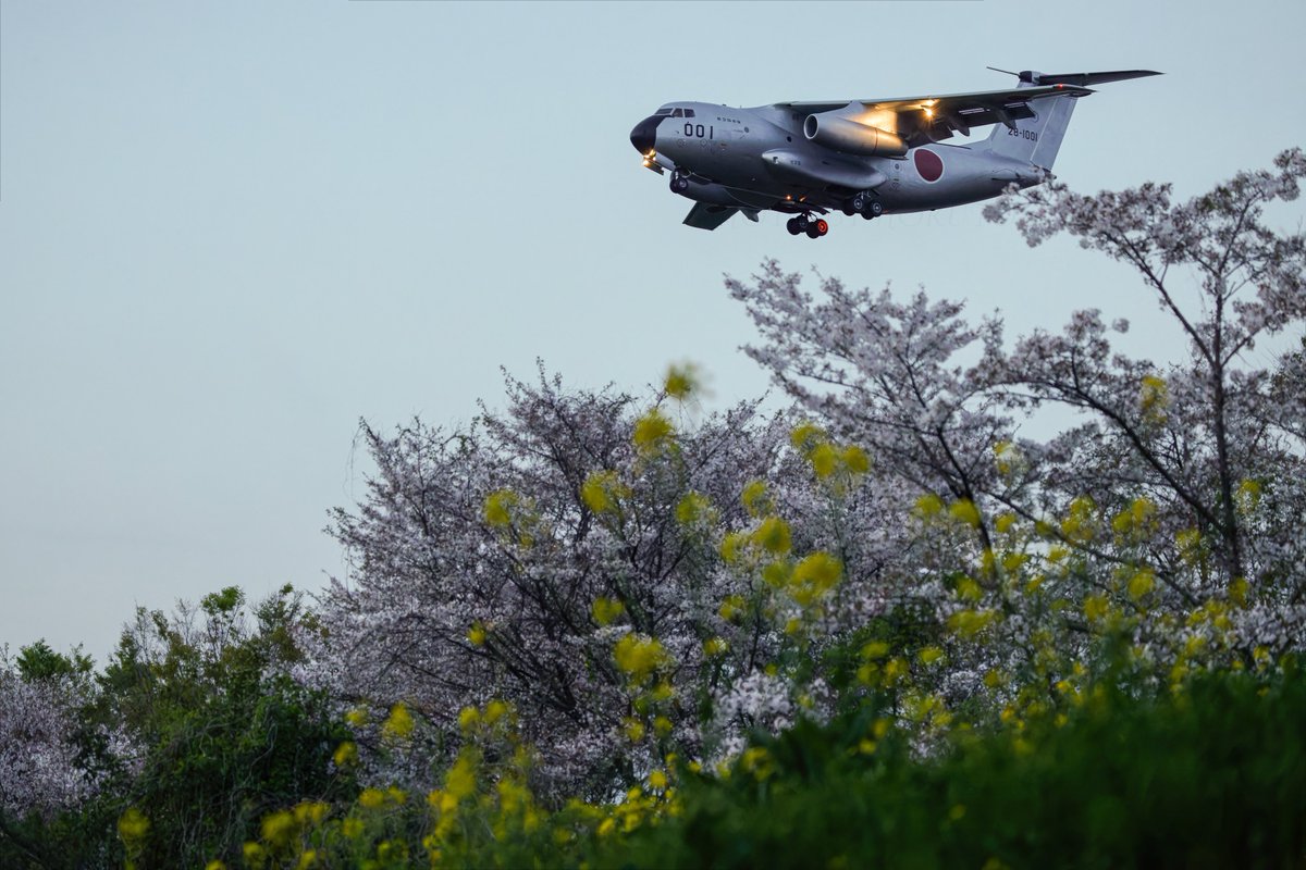 Kawasaki C-1FTB 28-1001 RJNG 岐阜基地 2024/04/10 春を感じる銀ちゃんをようやく撮ることができて最高です