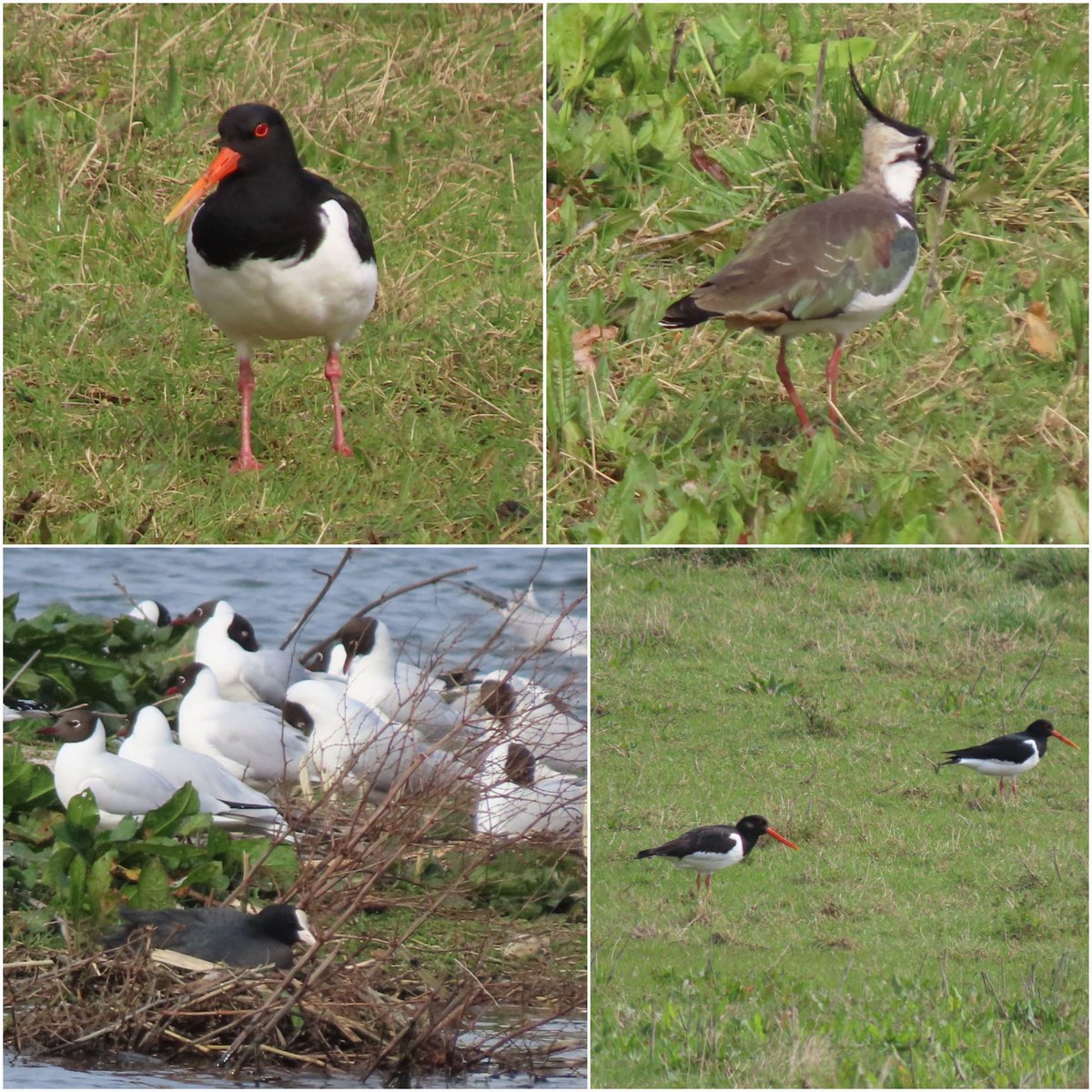 More waders this morning @Natures_Voice Berry Fen, including a striking pair of oyster catchers - their red eyes are incredible. Pair of coots have chosen some very noisy neighbours on the Barleycroft Lake. @CambsBirdClub