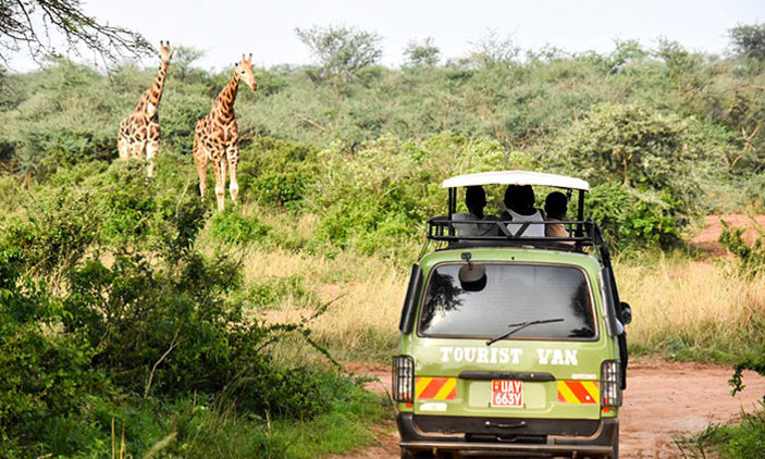 A Uganda safari tour as seen by, Giraffes.