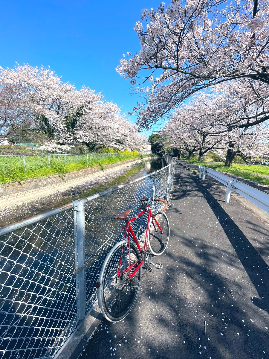 今日は師岡制作所メンバーとランチ花見会をして来ました〜
埼玉の穴場スポットの千本桜は満開でした〜