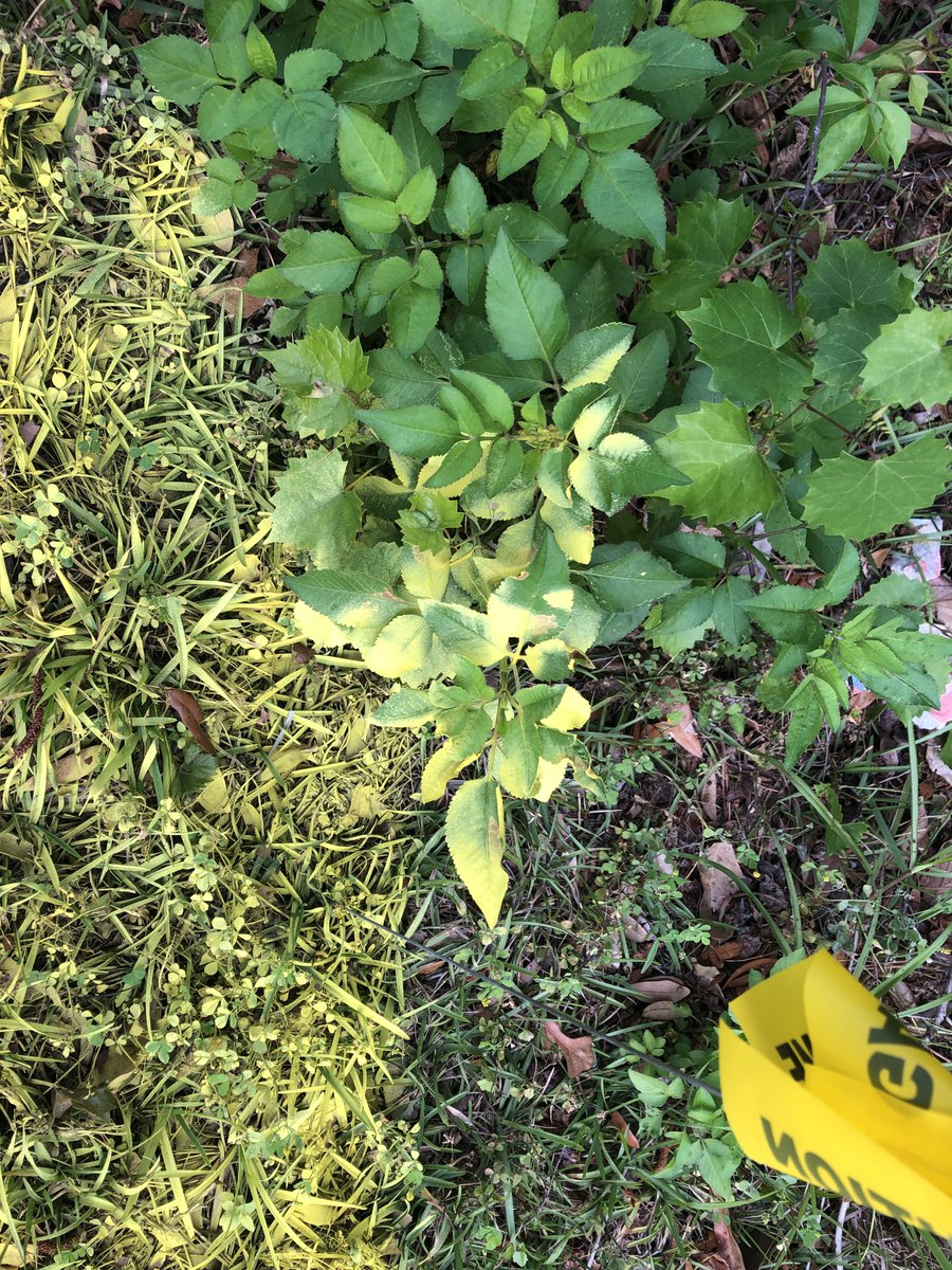 DrSaba's tweet photo. Road side; No mosaic virus, but burried #cable lines marked with paint. #biomimic. #Florida https://t.co/I5mftAR008
