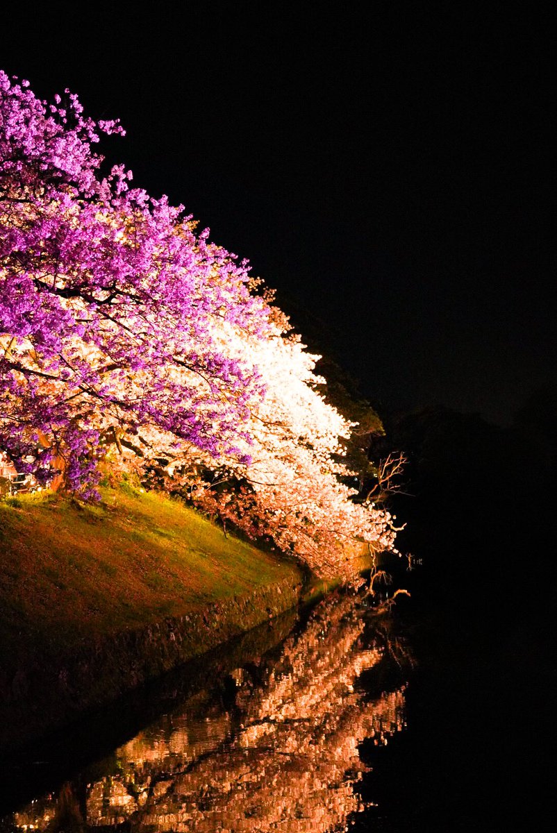 福岡城 さくらまつり #TLを桜でいっぱいにしよう