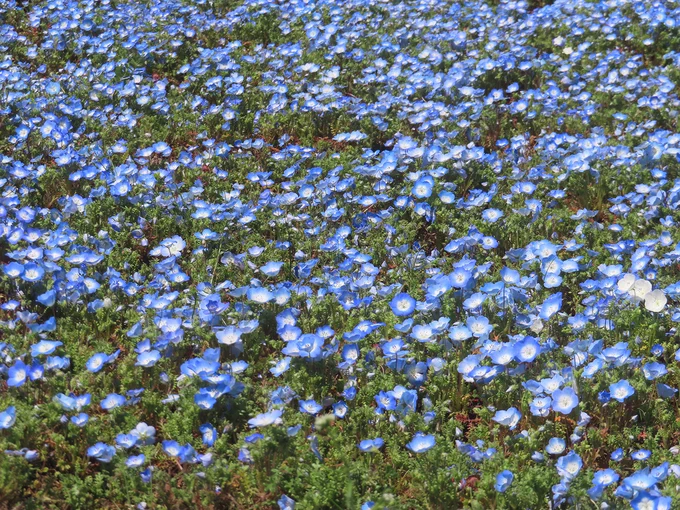 本日見に行った七北田公園のゆづ桜とネモフィラ、綺麗に咲いてましたゆづ桜、もっと早く咲く予報だったのがRE_PRAY宮城公演に合わせてくれたかのように満開になったのも感動だし、世界中から来た方々や老若男女が一本の桜の木の下に集って楽しそうにしているのが楽園みたいでちょっと涙出た#羽生結弦 