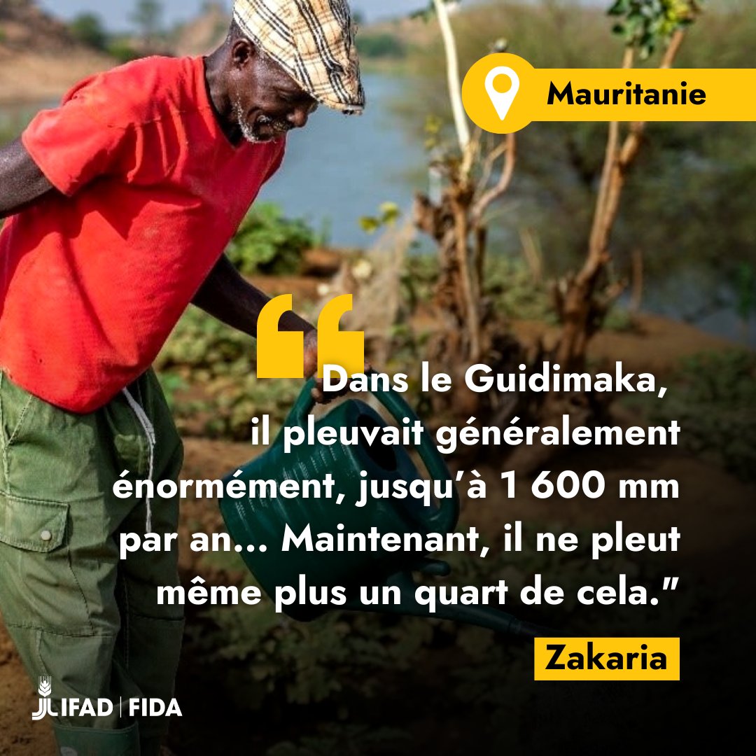 Les agriculteurs luttent contre l’avancée du désert en #Mauritanie 🇲🇷🌾 Mais à cause des #ChangementsClimatiques, il a à peine plu cet hiver. Le FIDA aide les petits producteurs comme Zakaria à faire face 👇 ow.ly/mTSK50QZnfw