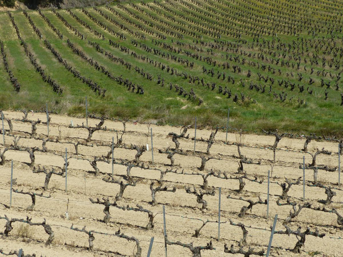 Two different ways of growing the same crop #Rioja