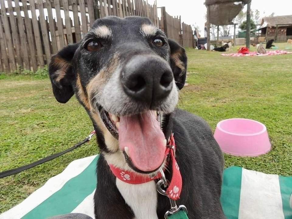 Ella es Sara. 🧡
La dulce, la tímida, la que muere por unos mimos.
Esta linda camperita roba corazones y espera ansiosa una familia🤩
Si te enamoraste, ponete en contacto para adoptarla.
Escribinos a adoptantesdelcampito@gmail.com
O ingresa a adoptauncamperito.com.ar 🧡🐾