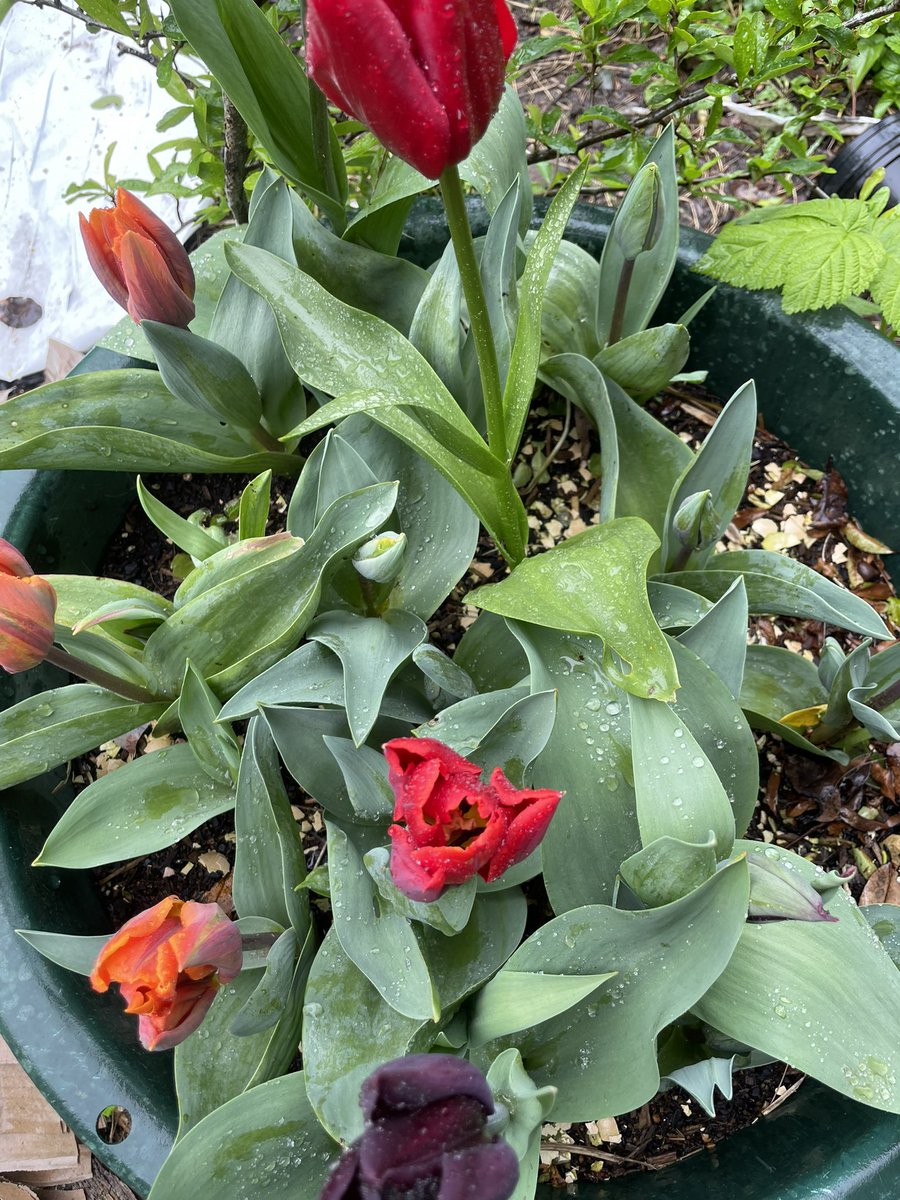 I planted up a pot of tulips over the plot last Autumn. It felt a real chore, I’d put it off for ages. Today I’m so glad I did…these blooms have just emerged, a lovely balance to all this rain 🩷❤️🧡💜