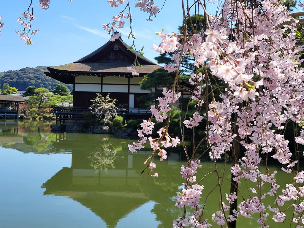 京都花見！