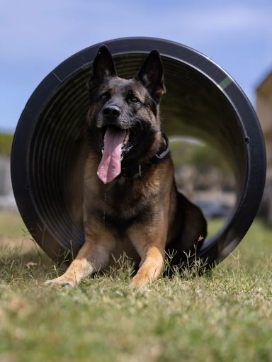 Military working #dog Yenkie poses for a photo on Marine Corps Base #Hawaii … dvidshub.net/r/7k76ls #Marines #dogs