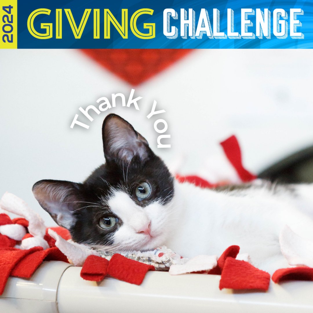 Thank you to Joseph and Joyce K. for your generous donation in support of #givingchallenge2024

Your support will help Cat Depot save more lives! 📷📷

#givingchallenge2024 #catdepotsaveslives #betheone #savemorelives