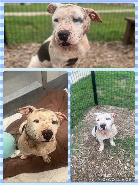 @harrysmyoxygenx Please save 🐶 Titus ❤️‍🩹
#SanAntonio #Texas 
Look at his beautiful notes! 😔
How can we let this happen over and over again? #AdoptDontShop Titus 🏡♥️ Can you foster? Please foster. #FostersSaveLives
24petconnect.com/DetailsMain/SA…