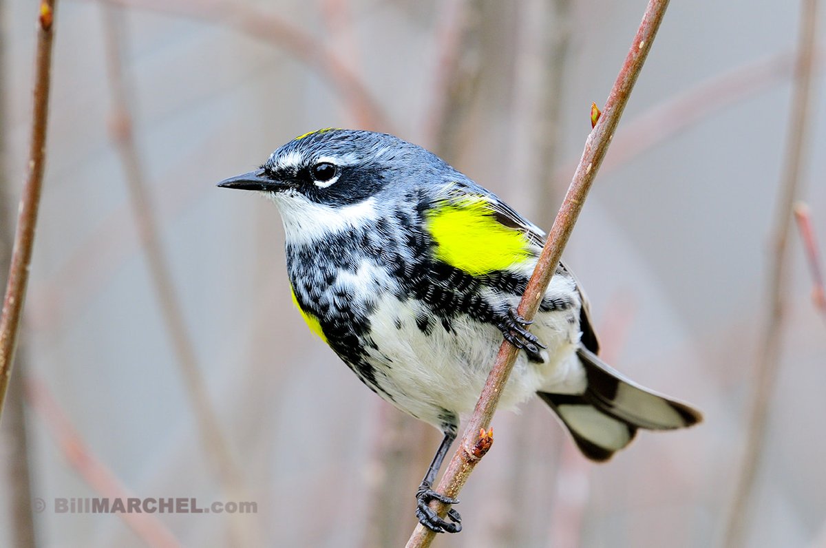 Yellow-rumped Warblers like this handsome male have arrived in central Minnesota. They are usually the first warbler species to migrate northward. Yellowrumps are primarily insect eaters but on cold spring days when bugs are at a premium, they will feed on suet.