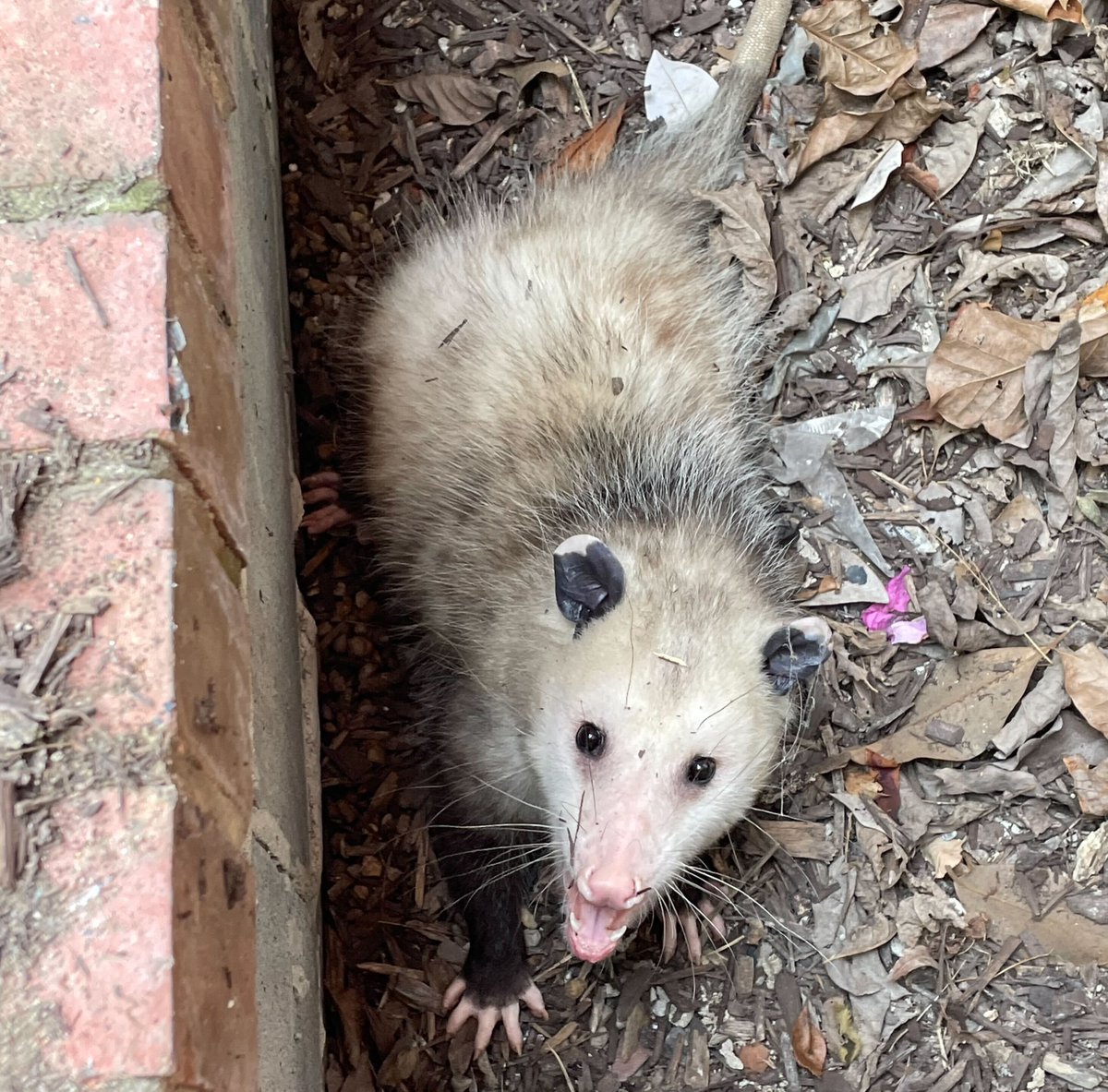 This *slightly annoyed* opossum found himself stuck in a window well yesterday, but thanks to a swift rescue from Chief Toussaint, he is back in the wild where he belongs!