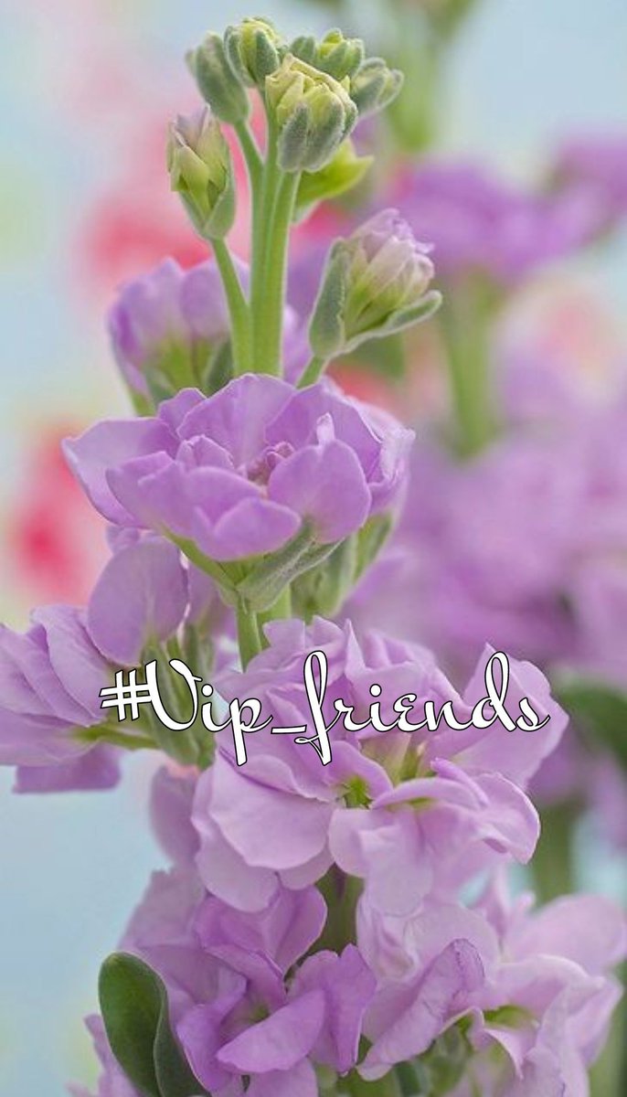 #VIP_FRIENDS⭐️ @_ALESXIA @MARTHA_CAN2 @MERRY_ZAE @_Fiel_Seguidor @Hapalochlaena2 @ALESXIA_ANK @jusevar25 @EDACEDI @DALIHAH_ @Jemaco40 🪻🌿🪻 @BirnCardoso @GRAHAM15583070 @nuvisionquestt3 @SOY_ALESXIA2 @Moinuddin___ @dov_Now @khg_84 @Efamy_ @ALANA_T7 @RSD_Rei @Kirone24 @VIO_LET9