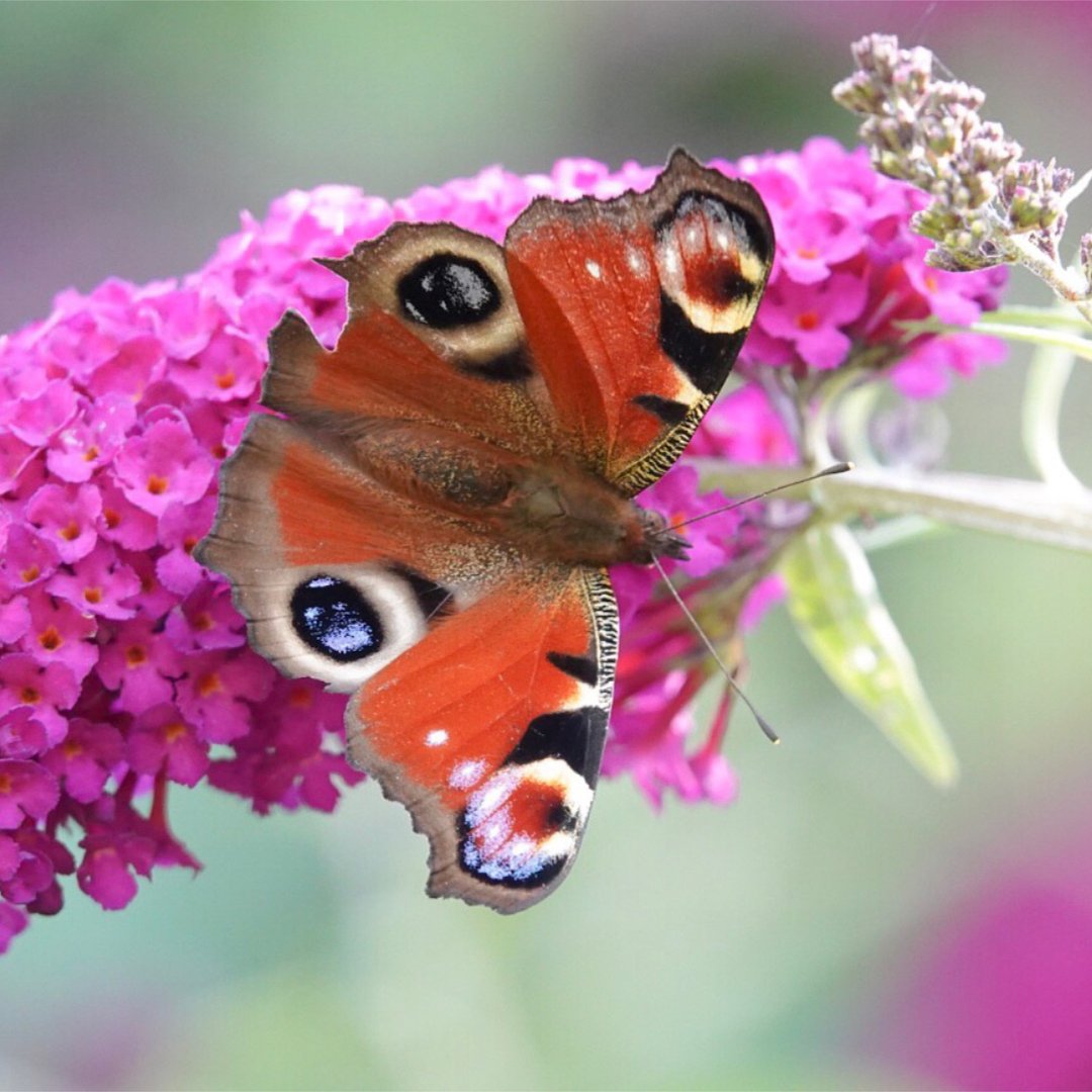 Is your garden as WILD as it can be? 🦋 We're on a mission to help everyone in Somerset give more space to wildlife in their outdoor spaces. Find out more below! 👇 somersetwildlife.org/get-involved/a… #Somerset #Wildlife #WildlifeGardening