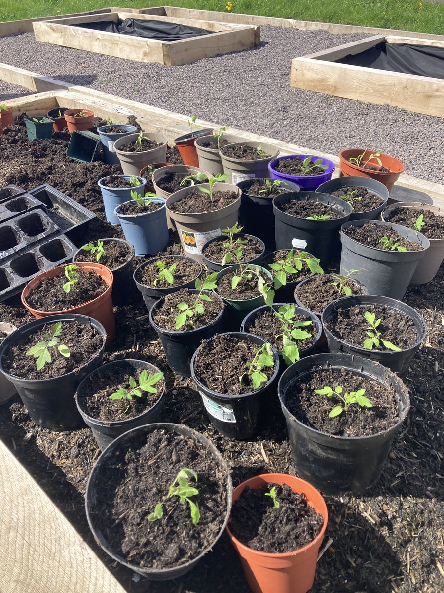 Another great afternoon with Gardening Club. Our broad beans, peas and garlic are all coming up well and we repotted our tomatoes 🍅

Interested in food-growing? Want to meet new people? Join us on Tuesdays 1 - 3pm - everyone welcome.
#EdibleCardiff #GoodFoodCardiff #GrowYourOwn
