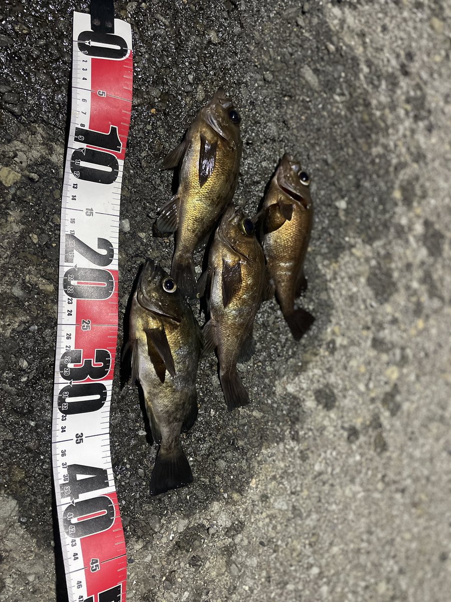 SHINGO_WORLD's tweet photo. フロートメバリング🎣
#泉南メバリング https://t.co/ekf3KJ7kEd
