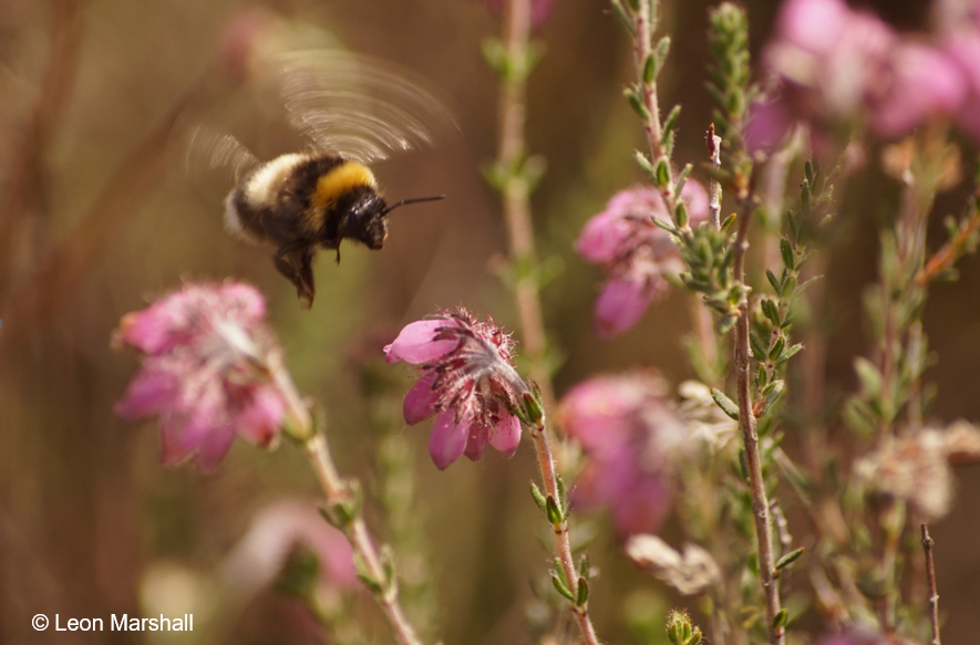 Journal of Applied Ecology tweet media