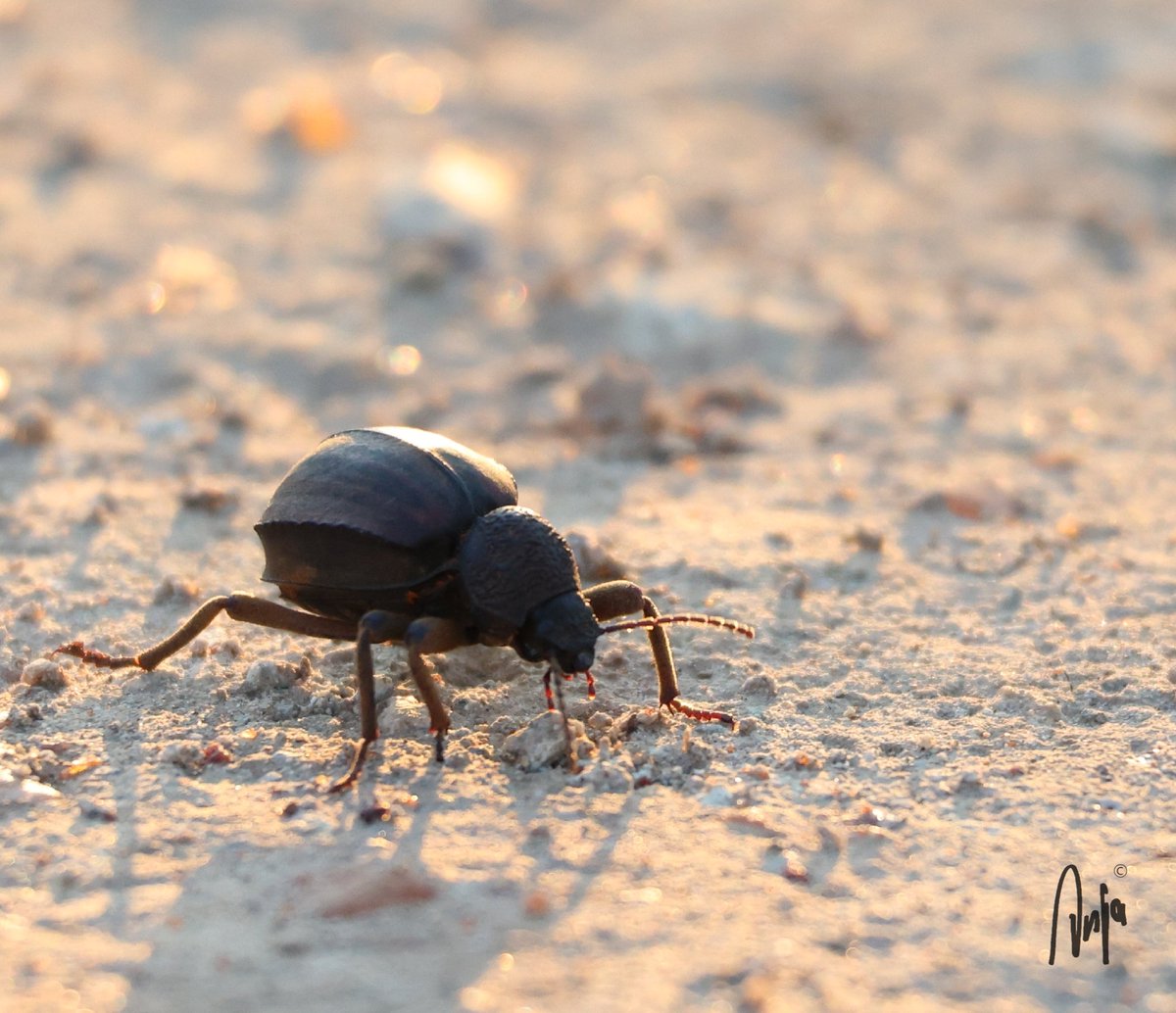 Hello! #photography #nature #outdoors #insect #sunlight #garden #Francistown #Botswana #Africa