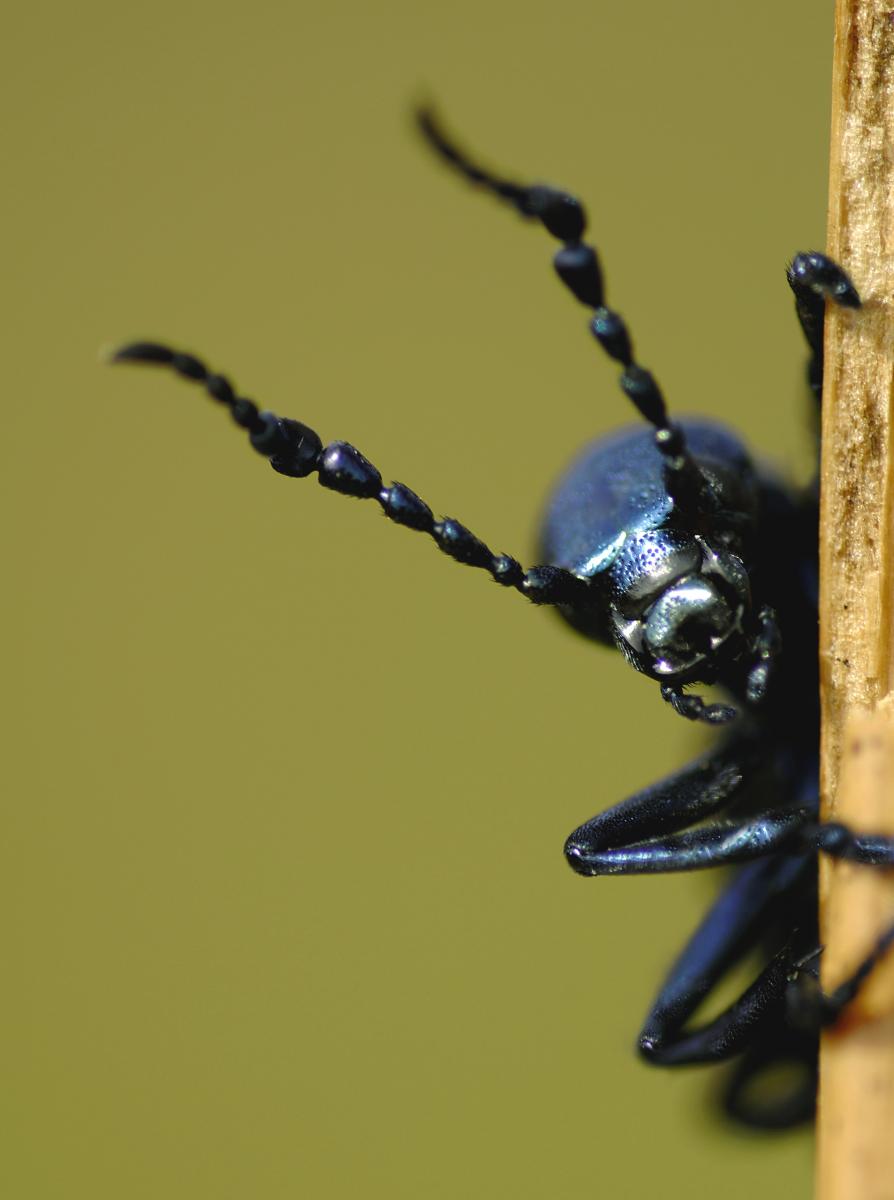 This #WildlifeWednesday we are shining a light on the #OilBeetle! ☀️ With the warm sunny days we’ve experienced recently (in between the named storms, rain, flooding, hail & snow!) reports of oil beetles are appearing across social media. 🧵/1 #OilBeetleHunt