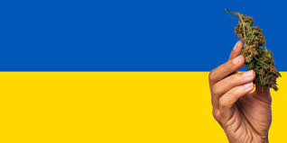 Ukrainian farmers advise Poland to grow marijuana instead of grain #Ukraine 🇺🇦 #Cannabis 🌿 sb.by/en/ukrainian-f…