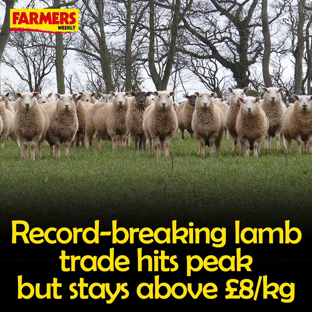 🐑 Deadweight lamb prices have continued to hold strong, with tight supplies carrying the trade.

READ MORE: fwi.co.uk/business/marke…