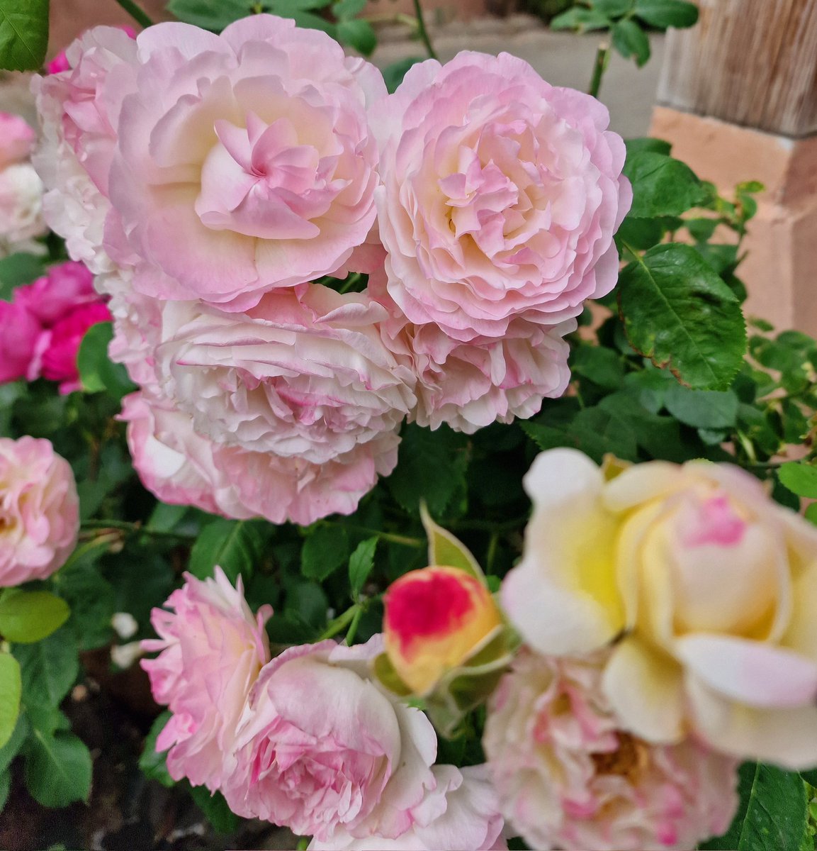 Love for Roses🌸🌼🤍
Peace to all of you🤍
.
#angelasimonini #art #painter #artandroses #loveroses #loveforroses #englishgarden #summer #memories #roses #rose #pinkroses #yellowroses #pink #yellow #oldroses #beautyofroses #beauty #vintageroses #vintage #rosebouquet #loveflowers