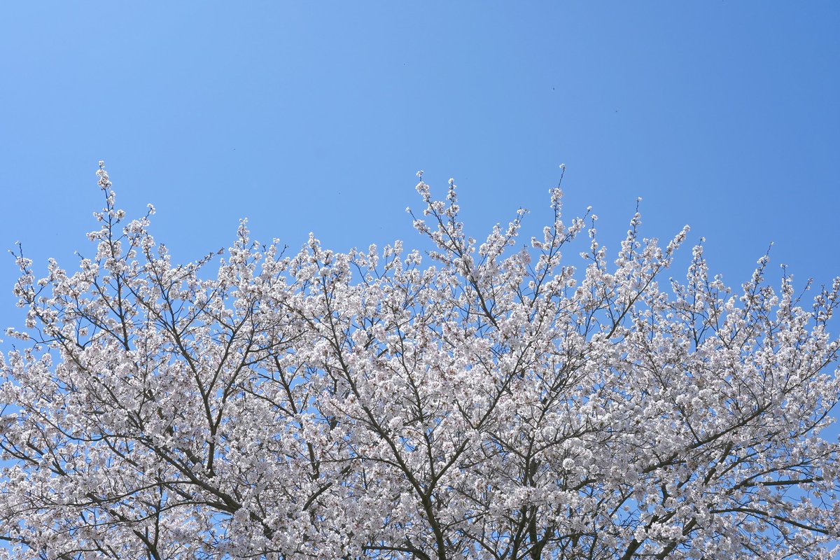 埼玉県本庄市のこだま千本桜。5年振りに訪れました。