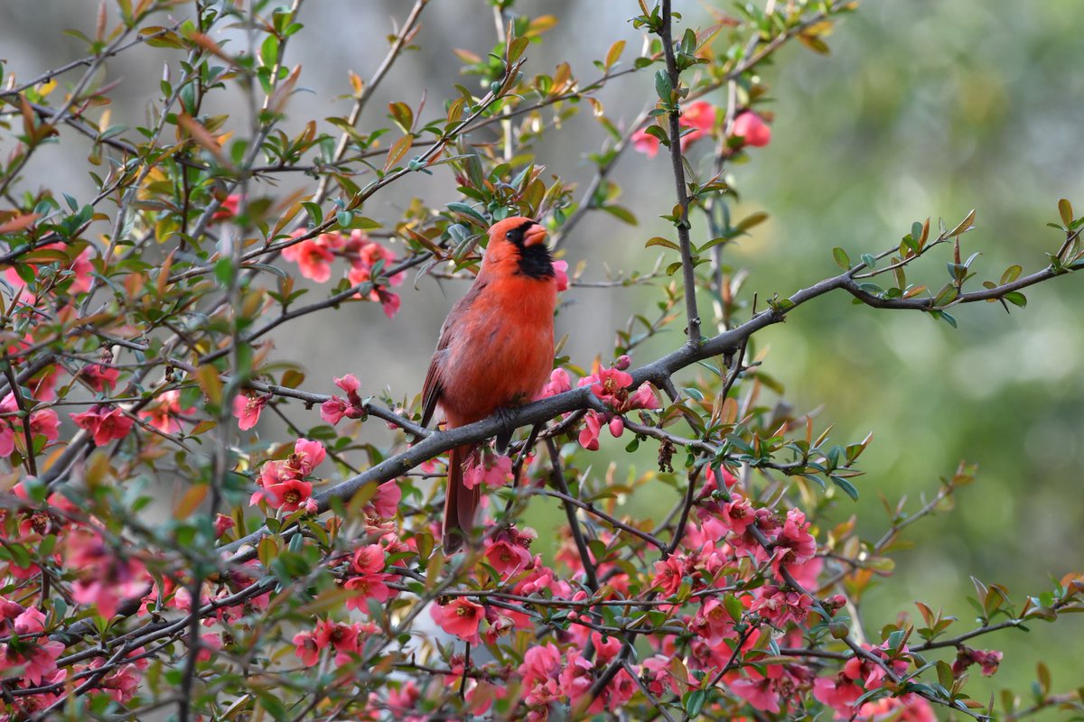 Cardinal and Japanese Quince
@SnugHarborCCBG #StatenIsland #NYC #BirdsOfTwitter
