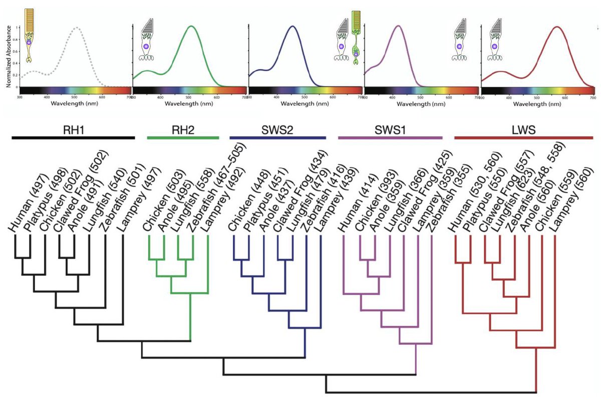 Exciting collaboration led by the Bell Lab (@RaynaCBell) and a team of outstanding scientists unveils the intricate adaptations of frog vision, shedding light on opsin gene evolution and spectral sensitivities! 🌈🐸 doi.org/10.1093/molbev… #VisualEvolution, @PennStateBio