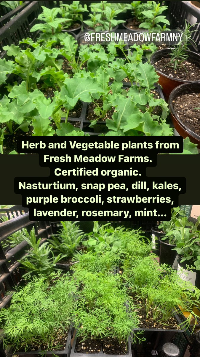 Herb and Vegetable plants from Fresh Meadow Farms.  Certified organic.   Nasturtium, snap pea, dill, kales, purple broccoli, strawberries, lavender, rosemary, mint… foodcoop.com/produce