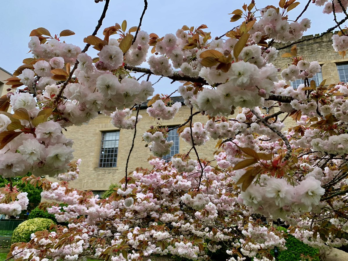 A rare dry patch to enjoy the @StAnnesCollege blossom this morning!