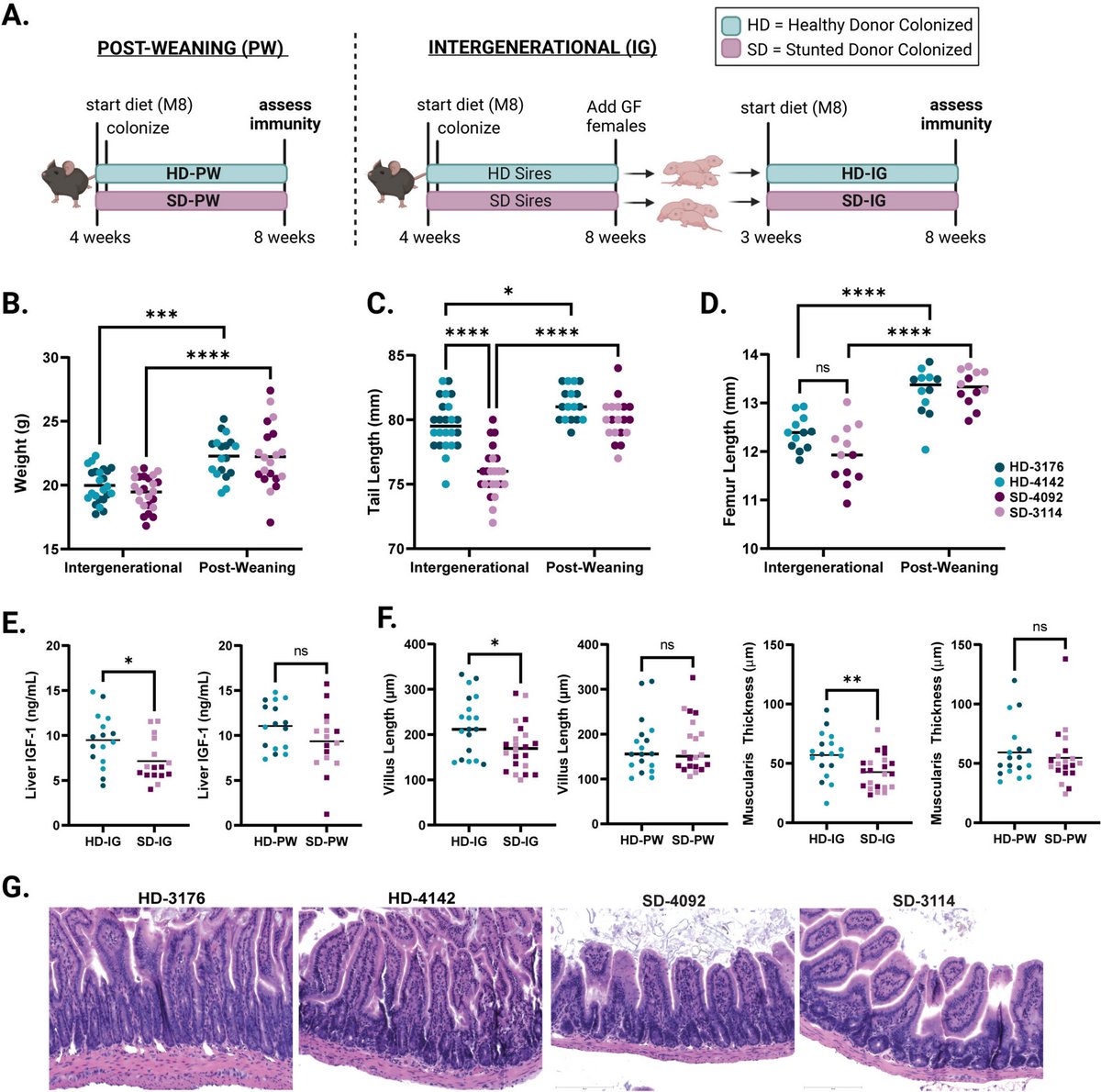 MicrobiomeJ's tweet image. Colonization during a key developmental window reveals microbiota-dependent shifts in growth and immunity during undernutrition dlvr.it/T5KDCT