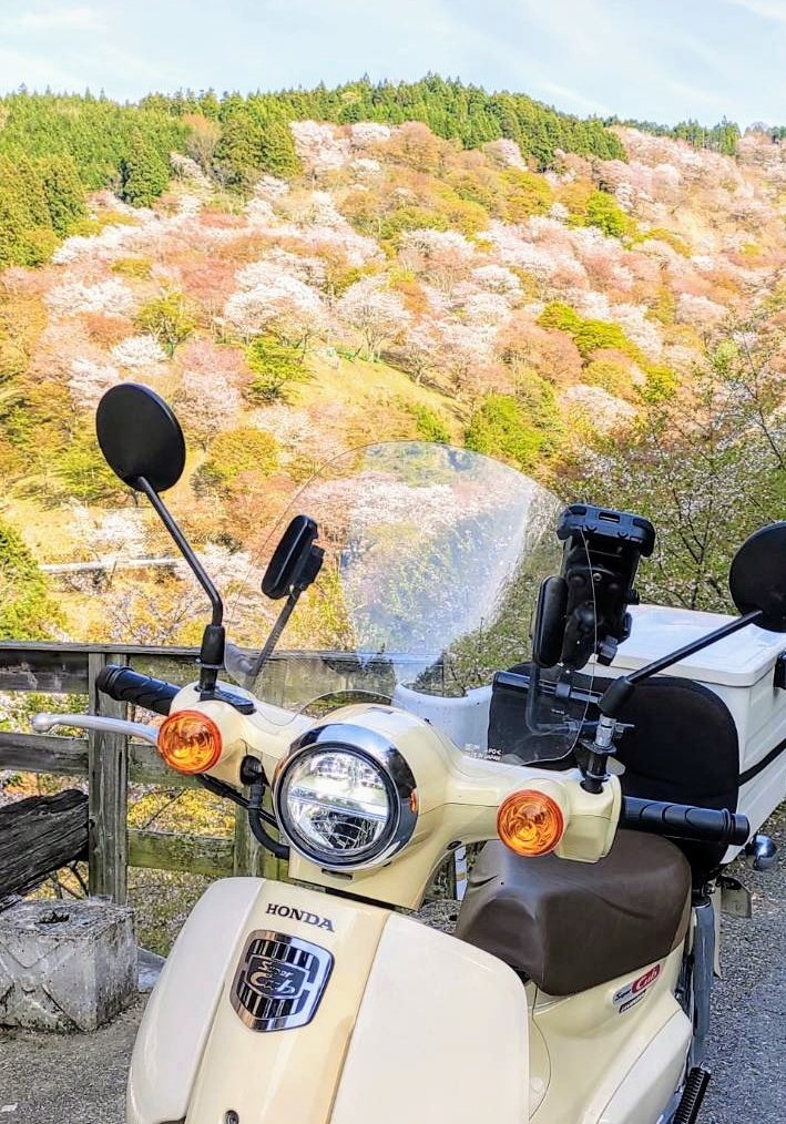 奈良県吉野山の千本桜とスーパーカブ🌸