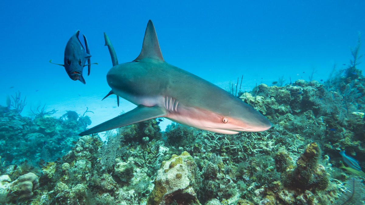 PhotosbyNanci's tweet image. Please vote for my photo in the Little Cayman Beach Resort photo contest.  
#reefshark
#reefdivers
#clearlycayman
#littlecayman