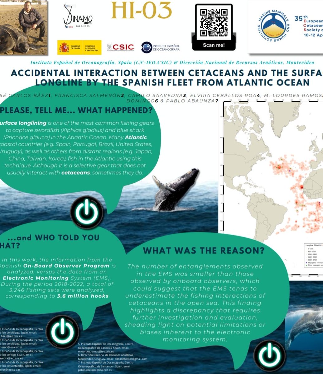 BaezBarrionuevo's tweet photo. ACCIDENTAL INTERACTION BETWEEN CETACEANS AND THE SURFACE LONGLINE BY THE SPANISH FLEET FROM ATLANTIC OCEAN poster communication showed in #ECSconference2024 @IEOoceanografia @IEO_Malaga @IEOVigo @IEO_Canarias @largepelagics https://t.co/fmLB4MDjCg