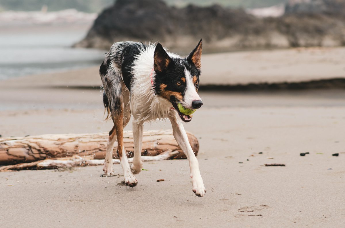 DonnasDogShop's tweet image. 🐾 Let&apos;s play FETCH, fur-riends! 🎾 Grab your dog&apos;s most-loved toy, ball, or trusty stick, and let&apos;s embark on an adventure of fun and fetch
 #FetchFun #PlaytimePals #dog #dogs #happydog #happypup #dogoftheday #adventuredog #humpday #humpdayfeels #dogsofx #dogofx #dogsoftwitter
