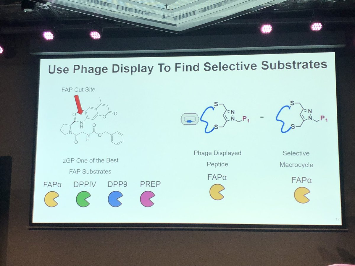 Next talk of the session at #MedChemFrontiers24 comes from @Stanford, with @FrancoFaucher (@mbogyo lab) talking about selective substrate identification using chemically modified phage display. @EuroMedChem @YoungSciNet @AcsMedi